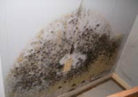 household mould on wall